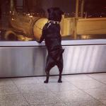 Фото Амстердама №25